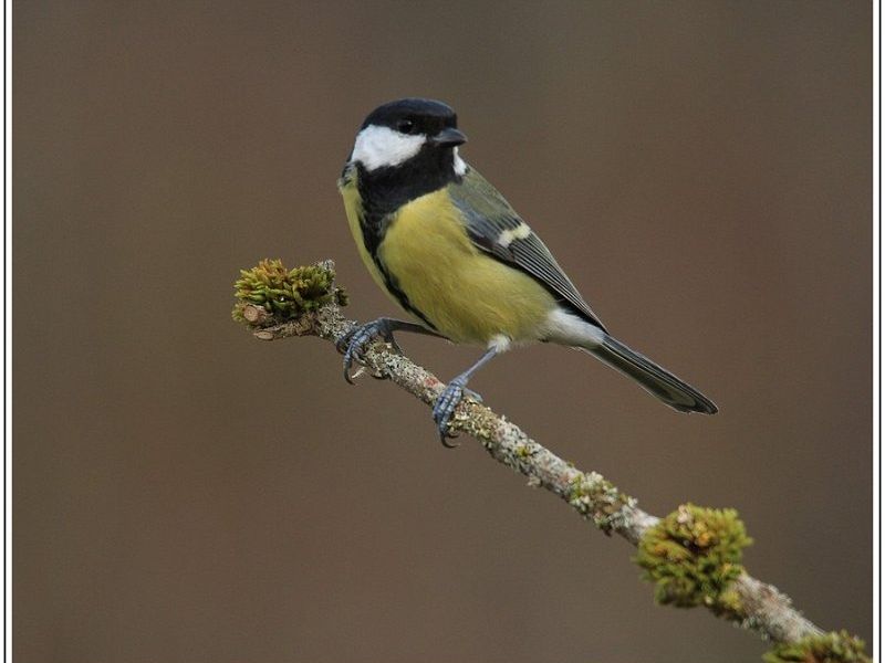 GN MCIMG 1498 2 GN MCIMG 1498 2