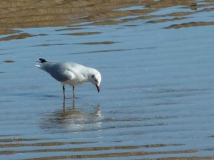 P1210755 villers 09.2016