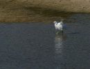 aigrette garzette tours 2014