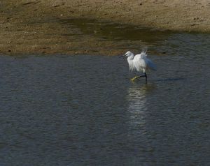 aigrette garzette tours 2014