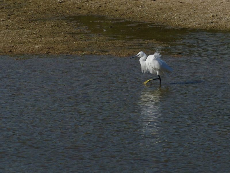 aigrette garzette tours 2014 aigrette garzette tours 2014