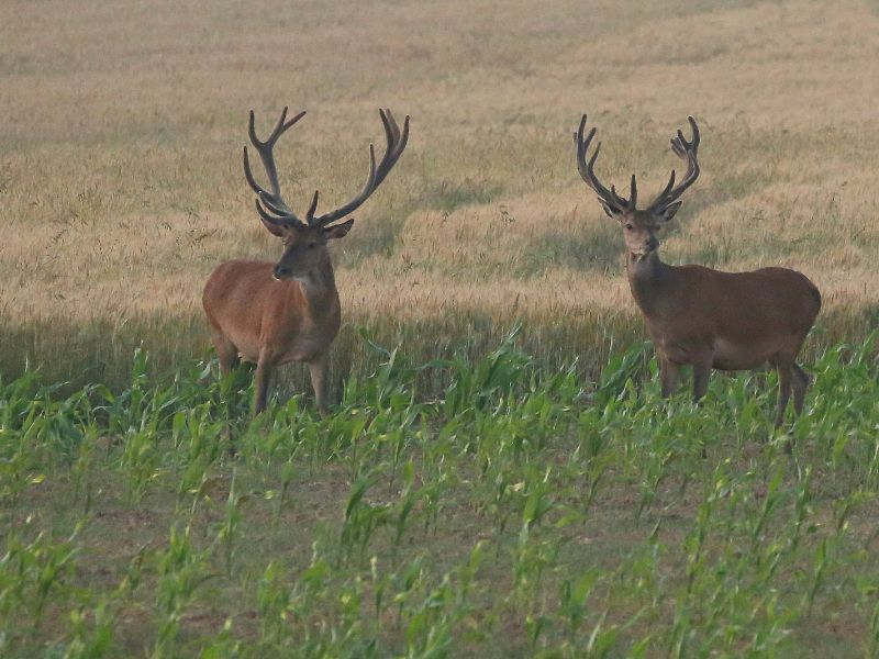 cerfs eure et loir 2018 cerfs eure et loir 2018
