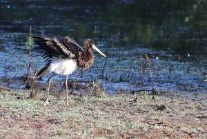 cigogne noire sologne 2018