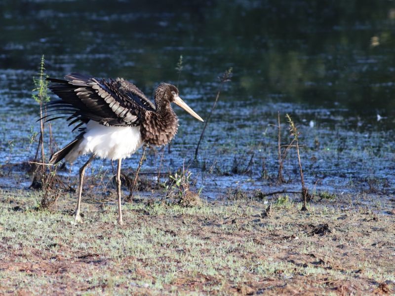 cigogne noire sologne 2018 cigogne noire sologne 2018