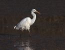 grande aigrette sologne 41