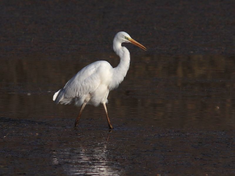 grande aigrette sologne 41 grande aigrette sologne 41