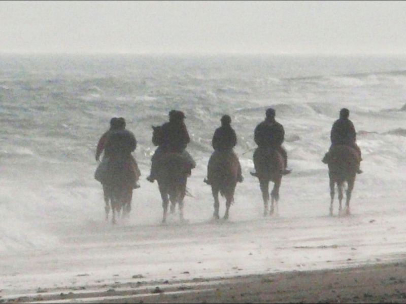 chevaux avec cadre chevaux avec cadre