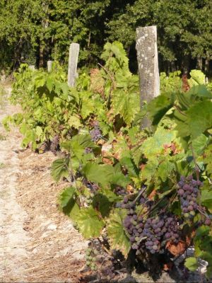 la vigne dans le loir et cher