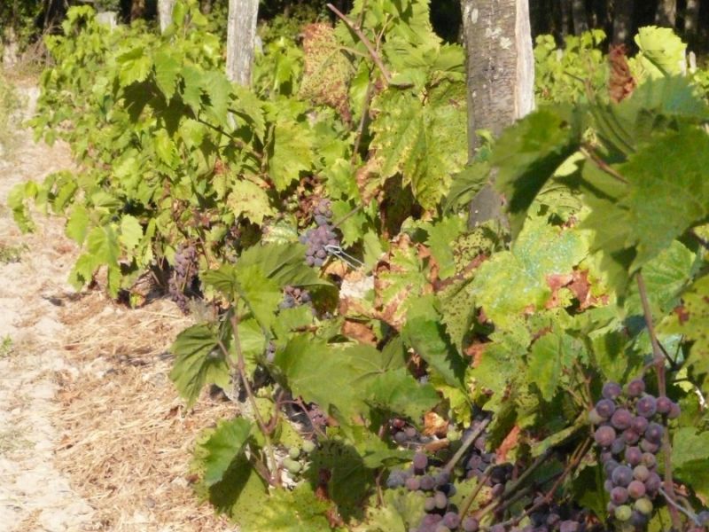 la vigne dans le loir et cher la vigne dans le loir et cher