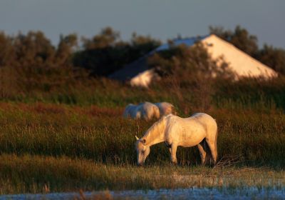 Novembre 2021 - Cheval