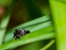 Photographie de Araignée salticidae posée sur une herbe. Elle regarde le photographe.