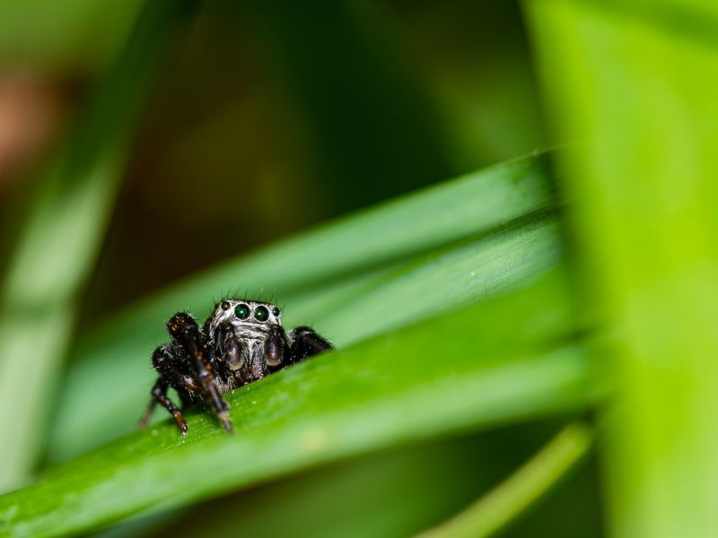 Photographie de Araignée salticidae posée sur une herbe. Elle regarde le photographe. Photographie de Araignée salticidae posée sur une herbe. Elle regarde le photographe.