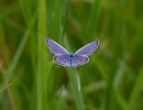 Photographie de l'Argus bleu posé sur une herbe. La couleur bleu azuré tranche sur le vert des herbes.