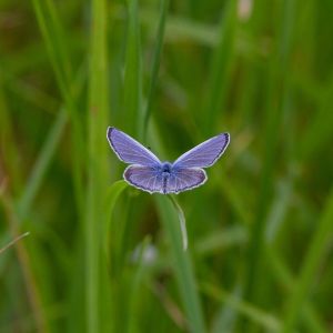 Photographie de l'Argus bleu posé sur une herbe. La couleur bleu azuré tranche sur le vert des herbes.