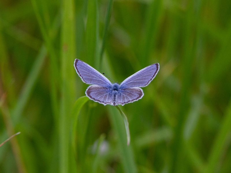Photographie de l'Argus bleu posé sur une herbe. La couleur bleu azuré tranche sur le vert des herbes. Photographie de l'Argus bleu posé sur une herbe. La couleur bleu azuré tranche sur le vert des herbes.