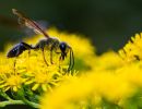 Photographie d'une guêpe maribando qui butine une fleur jaune.