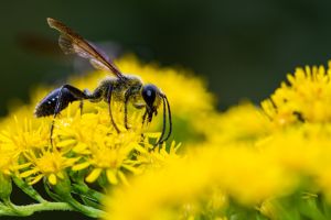 Photographie d'une guêpe maribando qui butine une fleur jaune.