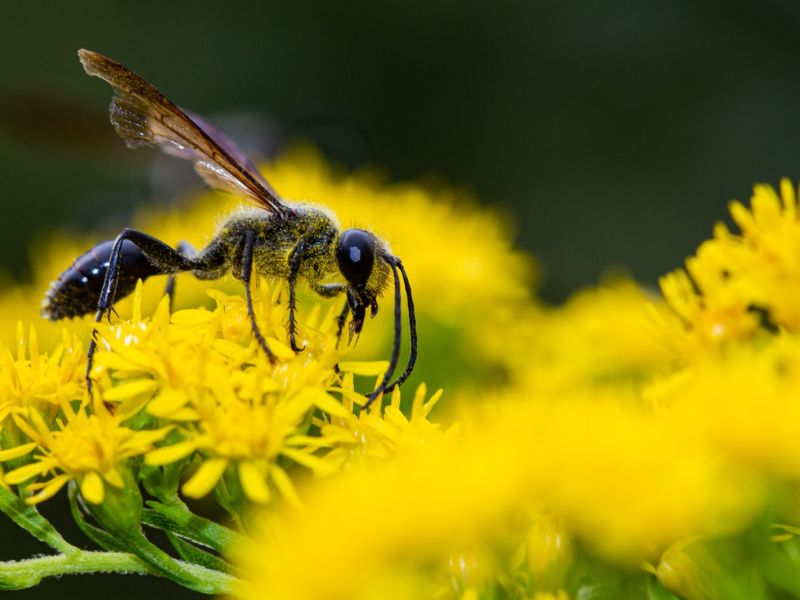 Photographie d'une guêpe maribando qui butine une fleur jaune. Photographie d'une guêpe maribando qui butine une fleur jaune.