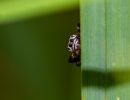 Photographie de Araignée salticidae posée sur une herbe. Elle regarde le photographe.