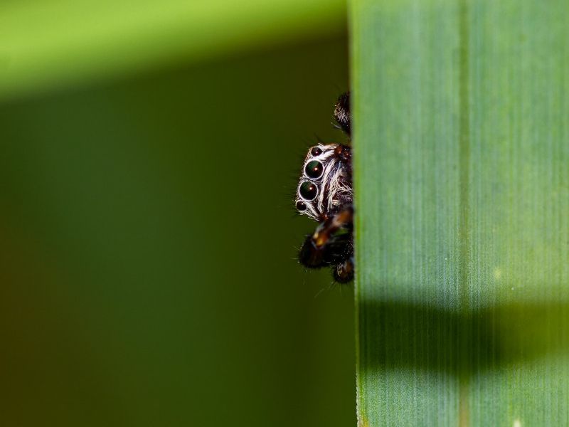 Photographie de Araignée salticidae posée sur une herbe. Elle regarde le photographe. Photographie de Araignée salticidae posée sur une herbe. Elle regarde le photographe.