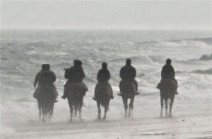 chevaux chevaux