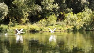 envol des cygnes