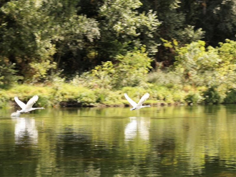envol des cygnes envol des cygnes