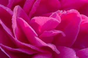 CJ.fushia CJ.fushia
