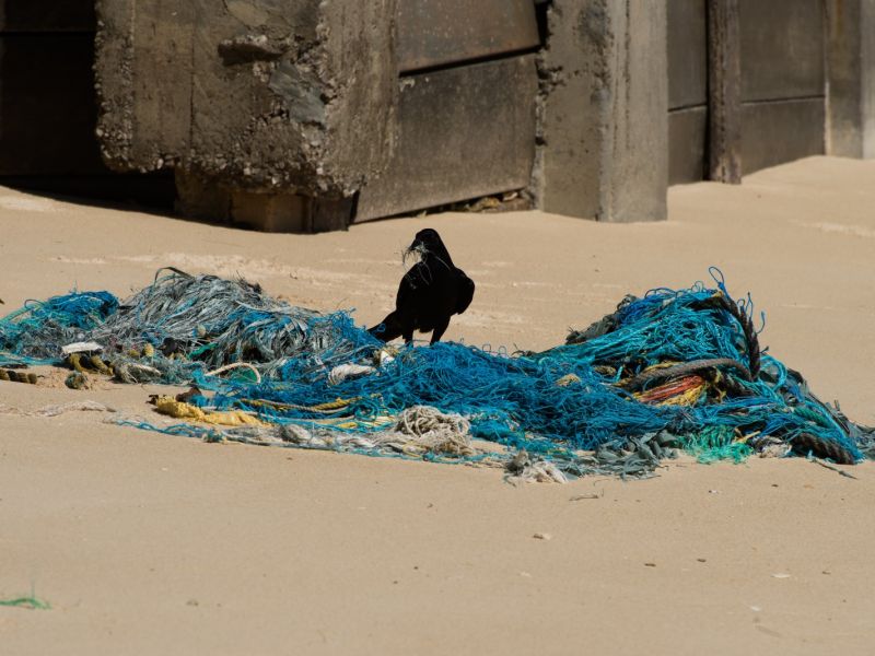 PhG DSC1816 PhG DSC1816