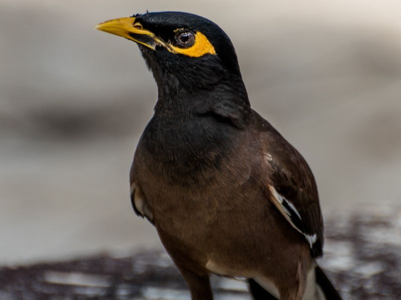 PhG DSC2063 PhG DSC2063