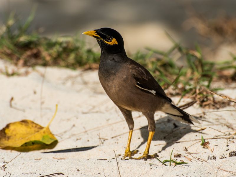 PhG DSC2070 PhG DSC2070