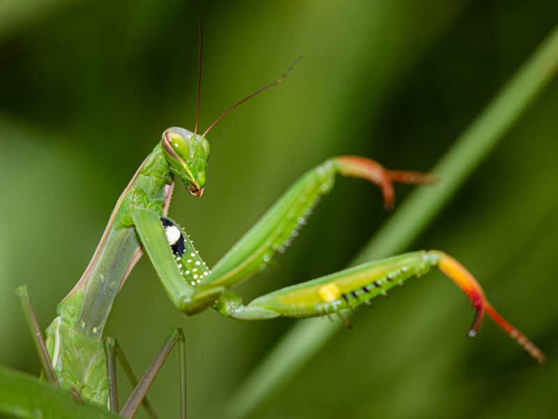 Photographie de la mante religieuse verte à Mézin Photographie de la mante religieuse verte à Mézin