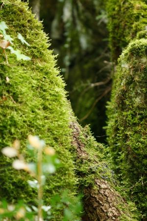 Photo sous-bois avec des mousses..