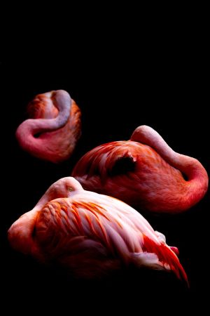 Photo de flamants roses Photo de flamants roses