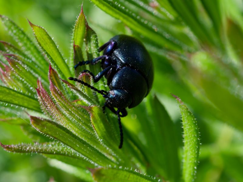 P1129066 DxO P1129066 DxO