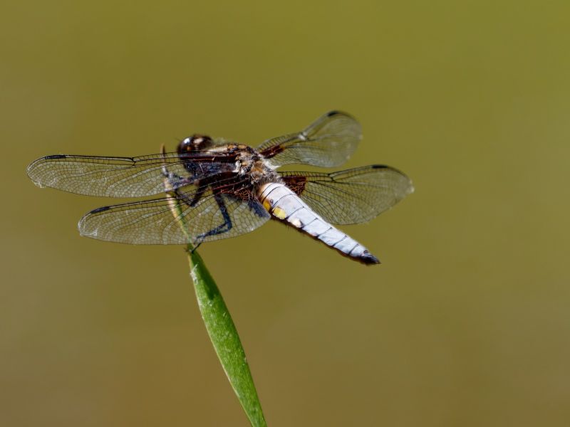 P1140094 DxO P1140094 DxO