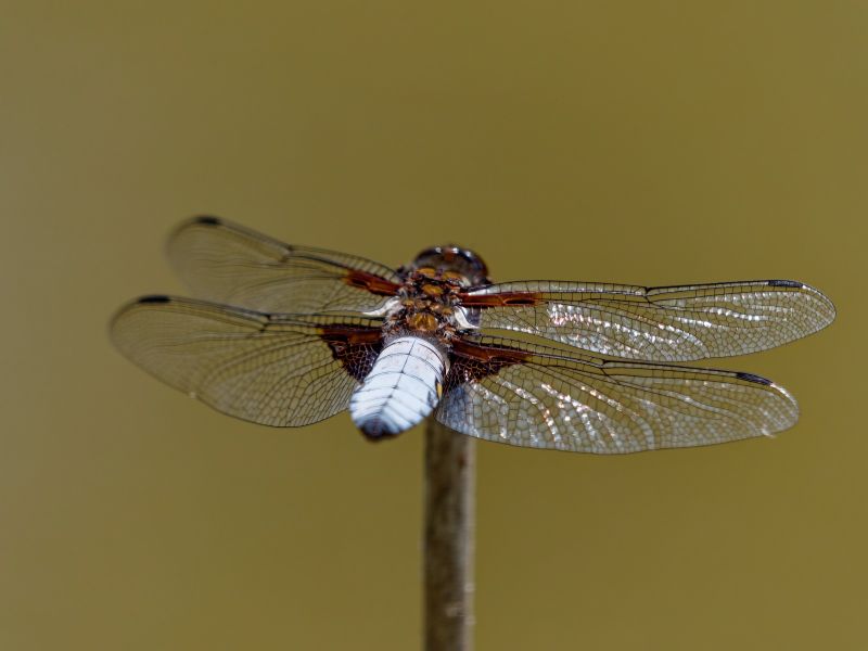 P1140182 DxO P1140182 DxO