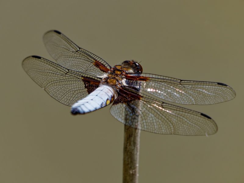 P1140188 DxO P1140188 DxO