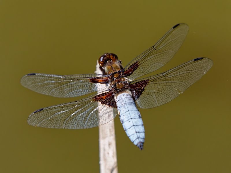 P1140460 DxO P1140460 DxO