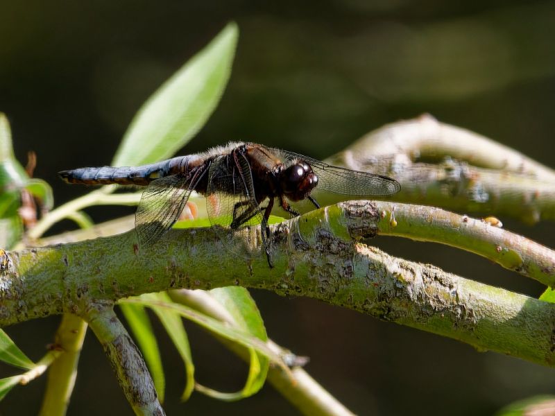 P1140506 DxO P1140506 DxO