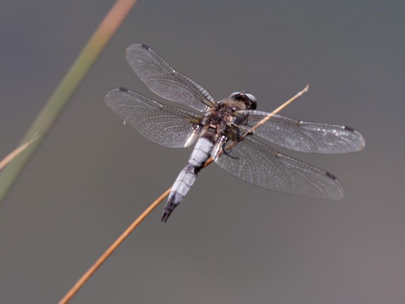 P1140631 DxO P1140631 DxO