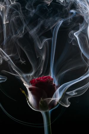 Rose et fumée grasse Rose et fumée grasse
