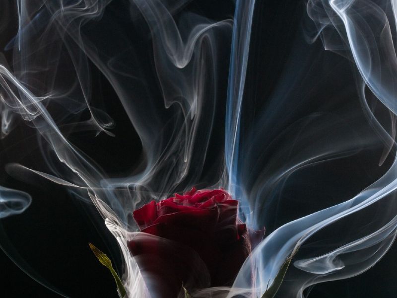 Rose et fumée grasse Rose et fumée grasse