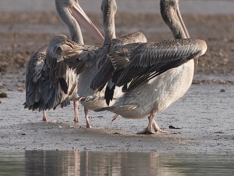 24012023 DSC 7333 NEF DxO DeepPRIME 2 24012023 DSC 7333 NEF DxO DeepPRIME 2