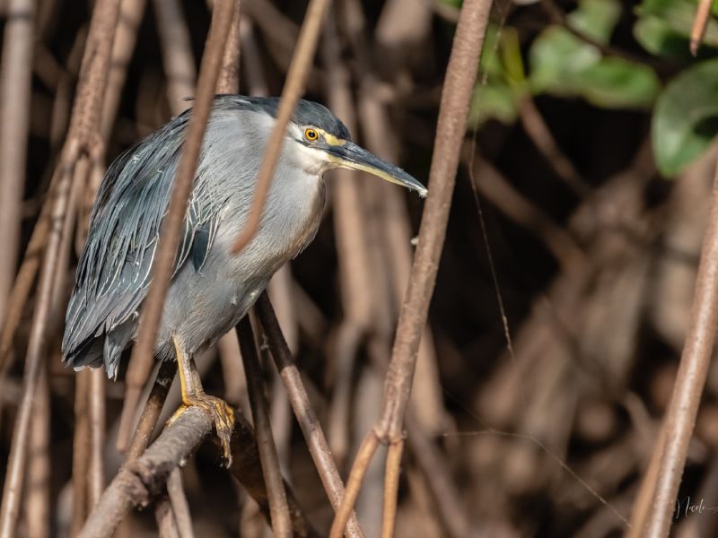 24012023 DSC 7449 24012023 DSC 7449