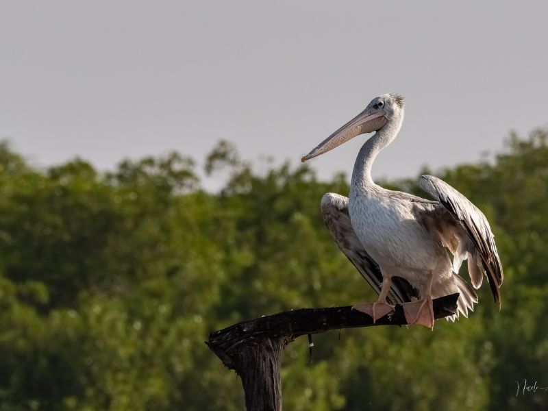 24012023 DSC 7574 NEF DxO DeepPRIME 24012023 DSC 7574 NEF DxO DeepPRIME