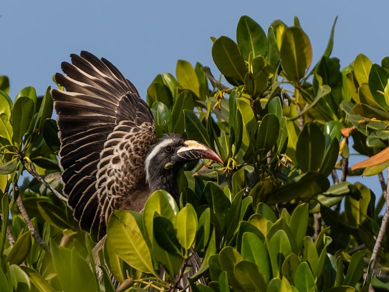 24012023 DSC 7775 NEF DxO DeepPRIME 24012023 DSC 7775 NEF DxO DeepPRIME