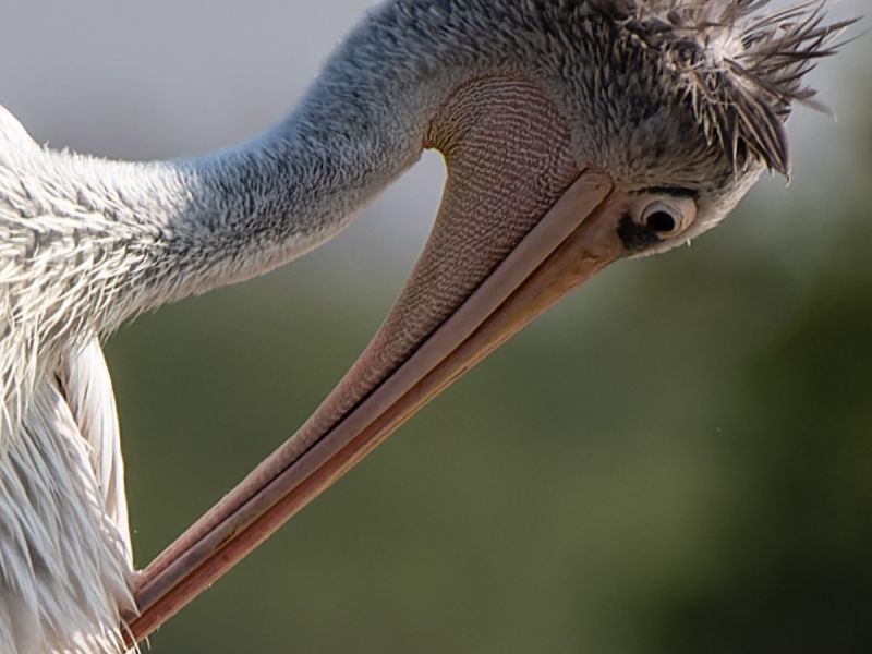 24012023 DSC 7800 NEF DxO DeepPRIME 24012023 DSC 7800 NEF DxO DeepPRIME