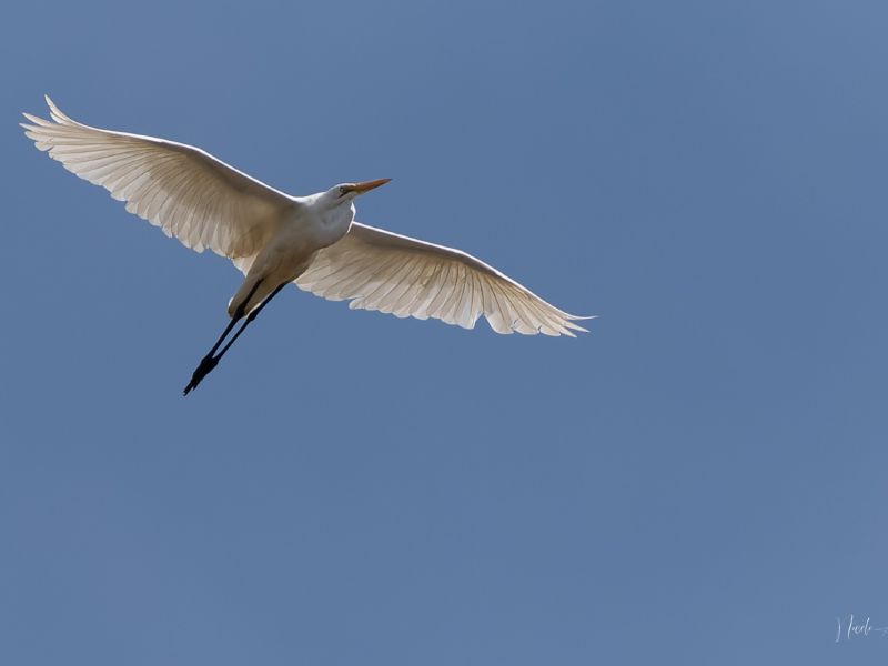 26012023 DSC 0489 NEF DxO DeepPRIME 26012023 DSC 0489 NEF DxO DeepPRIME