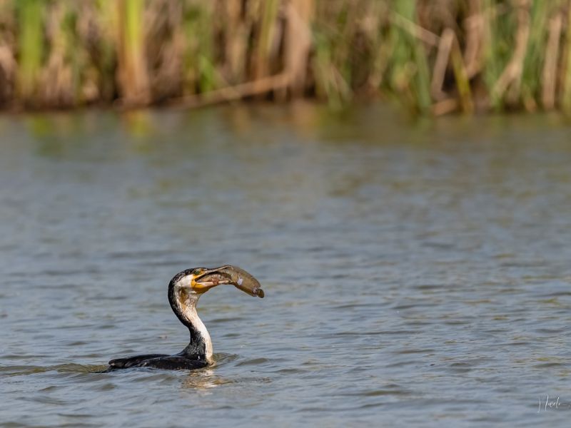 26012023 DSC 0853 26012023 DSC 0853